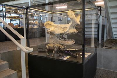 杜根博物馆的恐龙化石